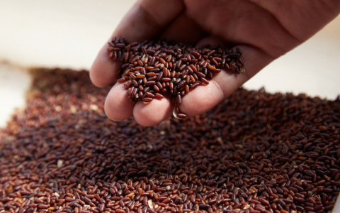 养殖蛋白虫多少钱一斤（蛋白虫养殖上当受骗）