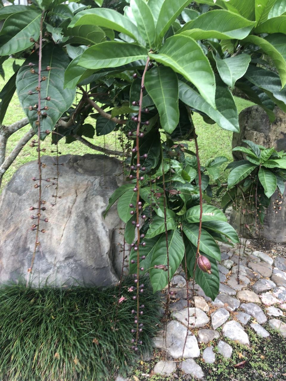 神奇的植物辨识、花朵辨识 App《形色》，拍照马上告诉你品种 第4张